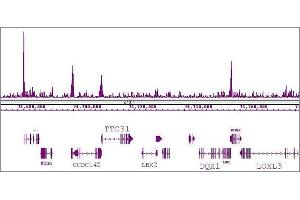 KLF5 antibody (pAb) tested by ChIP-Seq. (KLF5 antibody  (N-Term))