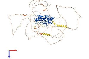 TBX3 Protein (AA 1-743) (His tag)