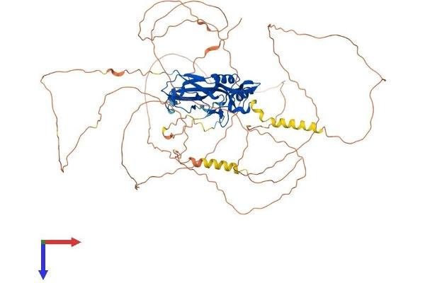 TBX3 Protein (AA 1-743) (His tag)
