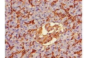 Immunohistochemistry of paraffin-embedded human pancreatic tissue using ABIN7144495 at dilution of 1:100 (Aquaporin 1 antibody  (AA 2-269))
