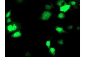 Anti-NDEL1 mouse monoclonal antibody (ABIN2454872) immunofluorescent staining of COS7 cells transiently transfected by pCMV6-ENTRY NDEL1 (RC212323). (NDEL1 antibody)