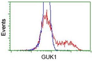 HEK293T cells transfected with either RC202510 overexpress plasmid (Red) or empty vector control plasmid (Blue) were immunostained by anti-GUK1 antibody (ABIN2454435), and then analyzed by flow cytometry. (GUK1 antibody)