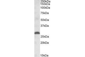 Image no. 1 for anti-Placenta Growth Factor (PGF) (Internal Region) antibody (ABIN452687) (PLGF antibody  (Internal Region))