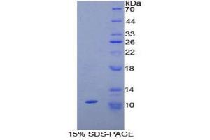 SDS-PAGE (SDS) image for Neuropeptide S (NPS) (AA 26-89) protein (His tag) (ABIN2126057) (NPS Protein (AA 26-89) (His tag))