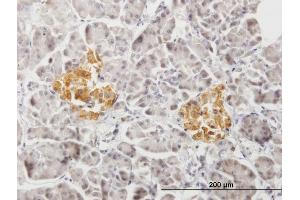 Immunoperoxidase of purified MaxPab antibody to PTPRN2 on formalin-fixed paraffin-embedded human pancreas. (PTPRN2 antibody  (AA 1-986))