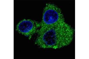 Immunofluorescence (IF) image for anti-Fatty Acid Synthase (FASN) (AA 942-973) antibody (ABIN3030917)