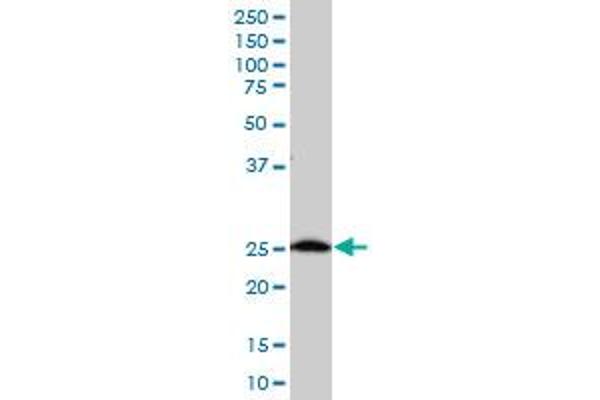 C21orf33 antibody  (AA 188-268)