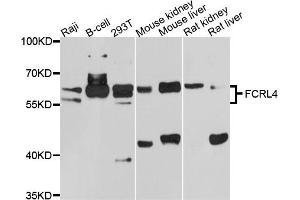 Western blot analysis of extracts of various cell lines, using FCRL4 antibody (ABIN5997732) at 1/1000 dilution. (FCRL4 antibody)