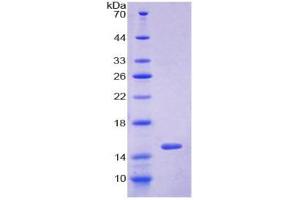 Image no. 1 for Glutaredoxin 1 (GRX1) (AA 2-106) protein (His tag) (ABIN4990632)