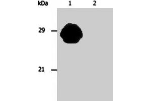Western blotting analysis of MHC Class II in whole cell lysate of Raji human Burkitt lymphoma cell line using HLA - DR/HLA - DP monoclonal antibody, clone MEM - 136  . (HLA-DPB1 antibody)