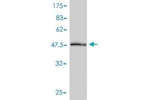 Western Blot detection against Immunogen (52. (PSME2 antibody  (AA 1-239))