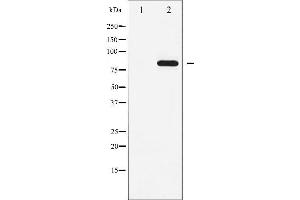 Western blot analysis of STAT5A phosphorylation expression in EGF treated HeLa whole cell lysates,The lane on the left is treated with the antigen-specific peptide. (STAT5A antibody  (pTyr694))
