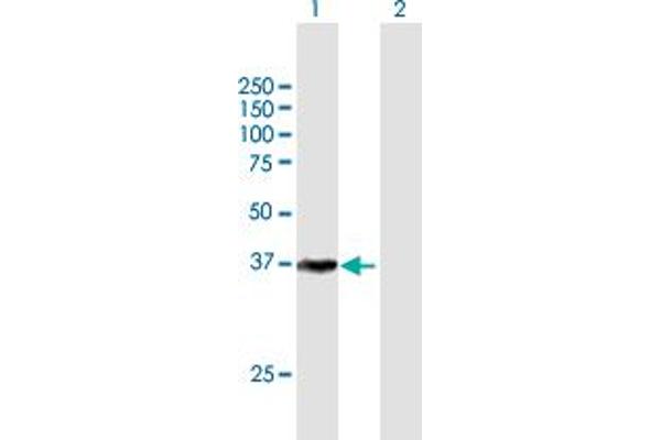 CDK7 antibody  (AA 1-346)