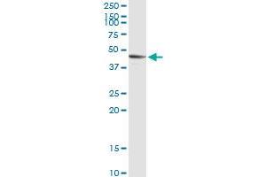 SIRT7 MaxPab rabbit polyclonal antibody. (SIRT7 antibody  (AA 1-400))