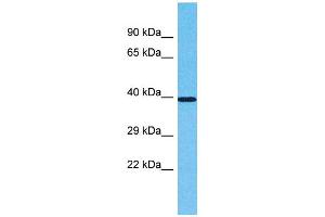OR2L2 antibody  (C-Term)