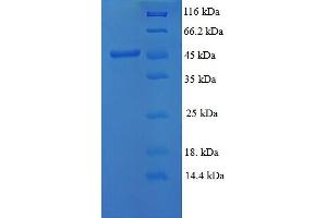 SDS-PAGE (SDS) image for Matrix Metallopeptidase 3 (Stromelysin 1, Progelatinase) (MMP3) (AA 104-477) protein (His tag) (ABIN5713094) (MMP3 Protein (AA 104-477) (His tag))