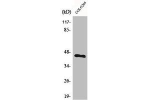 Western Blot analysis of COLO205 cells using BMP-8A Polyclonal Antibody (BMP8A antibody  (C-Term))