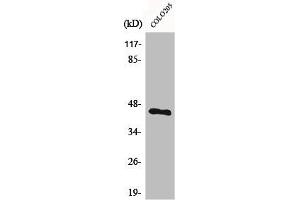 Western Blot analysis of COLO205 cells using BMP-8A Polyclonal Antibody