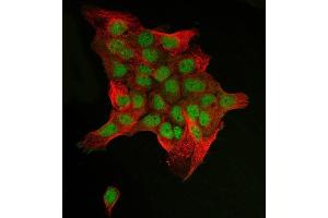 IF analysis of C-Jun/JUN using anti-C-Jun/JUN antibody (ABIN7601421) and anti-Beta Tubulin antibody (ABIN7602743). (C-JUN antibody  (AA 35-331))
