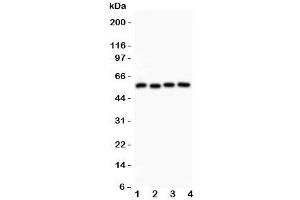 Western blot testing of Cyclin B1 antibody and Lane 1:  HeLa;  2: 293T;  3: MCF-7;  4: COLO320 lysate.