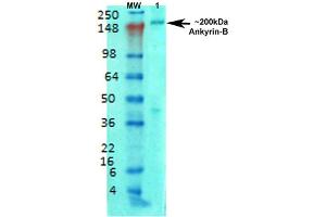 Nucleus. (ANK2 antibody  (AA 203-496) (Biotin))