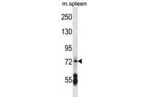 Western Blotting (WB) image for anti-Cyclic Nucleotide Gated Channel alpha 2 (CNGA2) antibody (ABIN2998018)