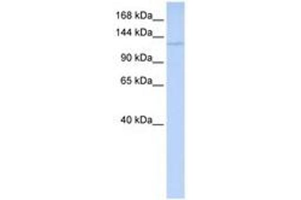 WDR3 antibody  (C-Term)