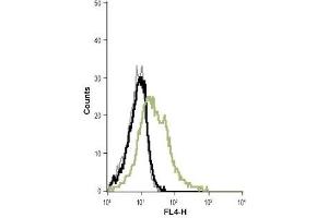 Cell surface detection of KCa3. (KCNN4 antibody  (Extracellular))