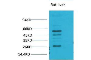 Western Blot (WB) analysis of Rat LiverTissue using TGFbeta1 Polyclonal Antibody.
