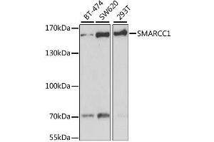 Western blot analysis of extracts of various cell lines, using SMARCC1 antibody.