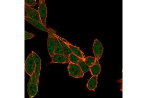Immunofluorescence Analysis of PFA-fixed HeLa cells using SMNDC1 Mouse Monoclonal Antibody (PCRP-SMNDC1-1A9) followed by goat anti-mouse IgG-CF488 (green). (SMNDC1 antibody)