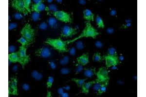 Anti-MGRN1 mouse monoclonal antibody (ABIN2454433) immunofluorescent staining of COS7 cells transiently transfected by pCMV6-ENTRY MGRN1 (RC208284). (Mahogunin RING Finger Protein 1 antibody)