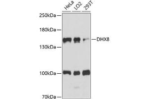 Western blot analysis of extracts of various cell lines, using DHX8 antibody (ABIN7266710) at 1:1000 dilution. (DHX8 antibody  (AA 1001-1220))