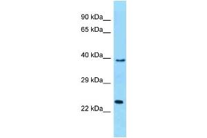 WB Suggested Anti-MUTED Antibody Titration: 1. (MUTED antibody  (C-Term))