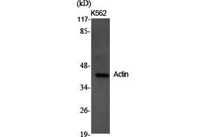 Western Blot analysis of K562 cells using Actin Polyclonal Antibody at dilution of 1:2000. (Actin antibody)