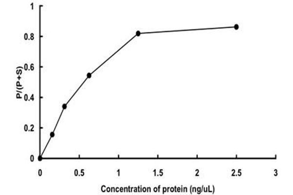 MRCKG Protein (AA 1-473) (GST tag)