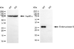 Western blotting analysis using endonuclease G antibody (ABIN7798441).
