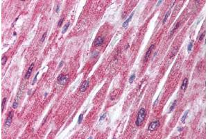 anti-TNF Receptor-Associated Factor 2 (TRAF2) (N-Term) antibody