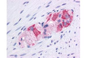 Anti-HSP90AA1 / Hsp90 antibody IHC of human colon, myenteric plexus. (HSP90AA1 antibody  (AA 108-157))