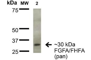 Western Blot analysis of Rat Brain Membrane showing detection of ~30 kDa FGFA/FHFA (pan) protein using Mouse Anti-FGFA/FHFA (pan) Monoclonal Antibody, Clone S235-22 . (FGF13 antibody  (AA 2-18) (Biotin))