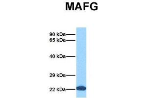 Host:  Rabbit  Target Name:  MAFG  Sample Tissue:  Human 293T  Antibody Dilution:  1. (Mafg antibody  (N-Term))