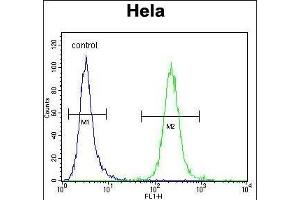 POLR1B Antibody (N-term) (ABIN656426 and ABIN2845718) flow cytometric analysis of Hela cells (right histogram) compared to a negative control cell (left histogram). (POLR1B antibody  (N-Term))