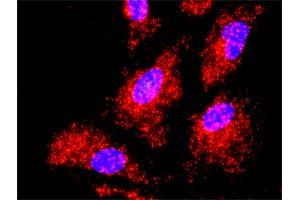 Proximity Ligation Analysis of protein-protein interactions between IKBKB and TRAF2. (TRAF2 antibody  (AA 1-501))