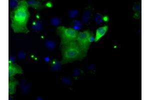 Anti-DAPK2 mouse monoclonal antibody (ABIN2452941) immunofluorescent staining of COS7 cells transiently transfected by pCMV6-ENTRY DAPK2 (RC216274). (DAPK2 antibody)