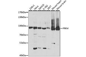 Western blot analysis of extracts of various cell lines, using PFKM antibody (ABIN1876665) at 1:1000 dilution. (PFKM antibody)