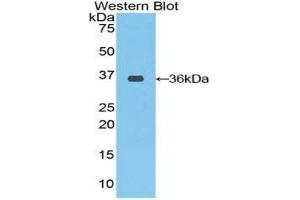 Western Blotting (WB) image for anti-C-Raf Proto-Oncogene Serine/Threonine Protein Kinase (CRAF) (AA 342-619) antibody (ABIN1858489)