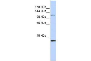WB Suggested Anti-MCM2 Antibody Titration:  0. (MCM2 antibody  (Middle Region))