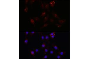 Immunofluorescence analysis of NIH/3T3 cells using PCM1 Rabbit pAb  at dilution of 1:100 (40x lens). (PCM1 antibody  (AA 1-260))