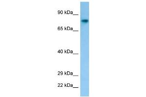 Host: Rabbit Target Name: Fam189b Antibody Dilution: 1. (FAM189B antibody  (C-Term))