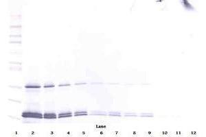 Image no. 5 for anti-Interleukin 16 (IL16) antibody (ABIN465149) (IL16 antibody)